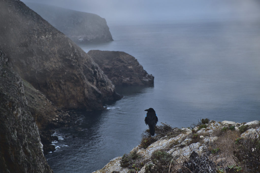 Raven overlooking the cliffs near Potato Harbor on Santa Cruz Island, CA
