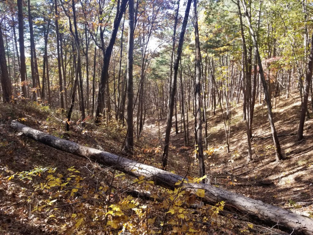 Mark Twain National Forest, MO