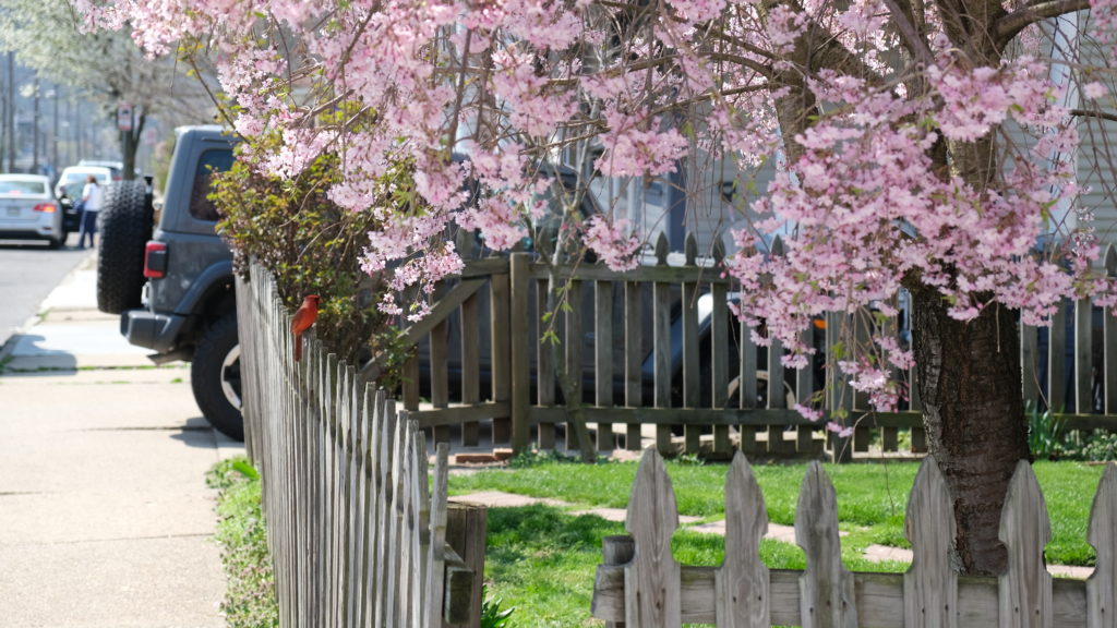 Cardinal in Pittsburgh, PA