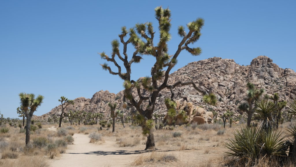 Joshua Tree National Park, CA