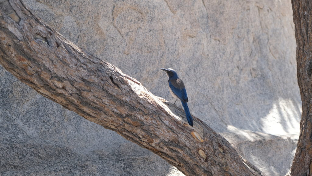 California Scrub Jay