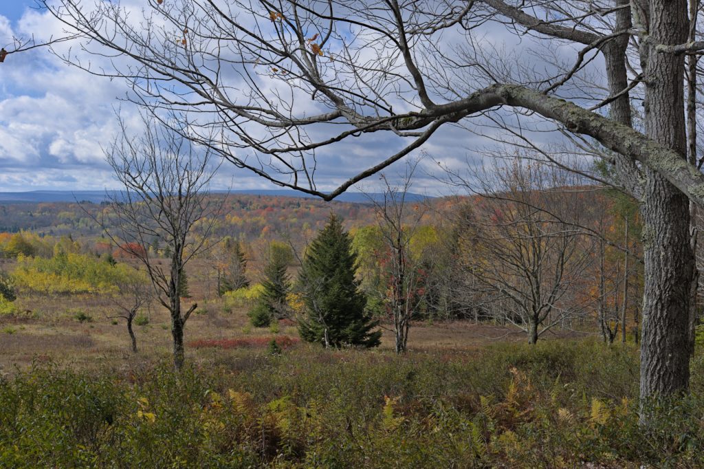 Dolly Sods, WV