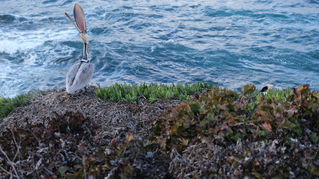 Pelican in La Jolla, CA