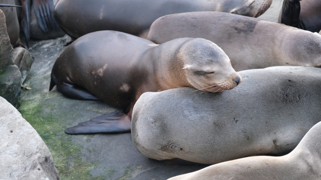 Seal pup in La Jolla, CA