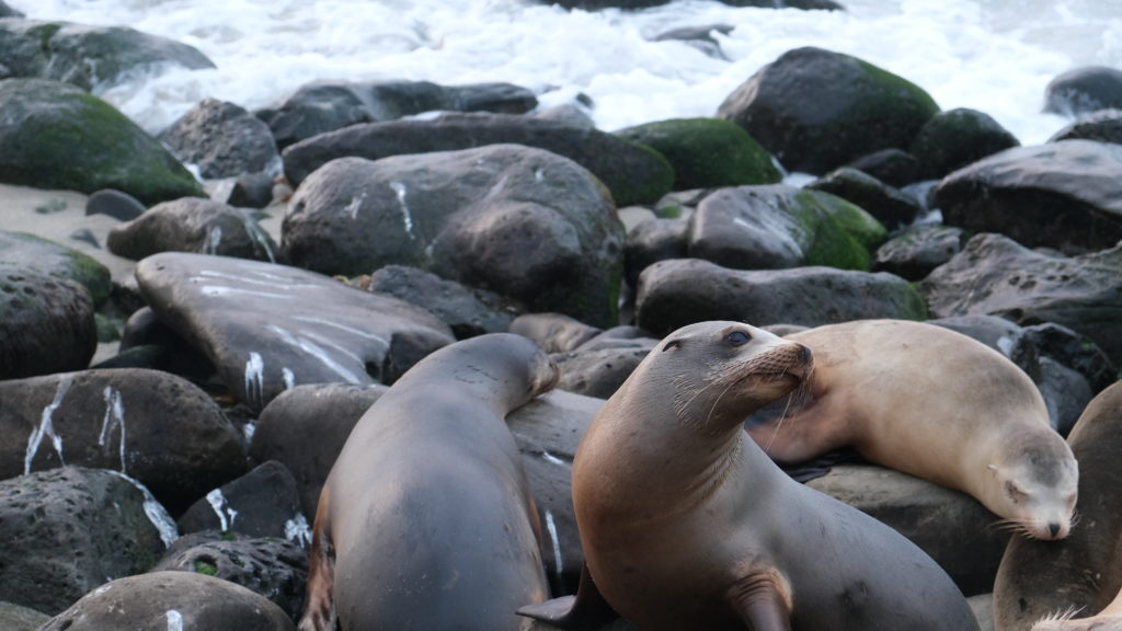 Seal in La Jolla, CA