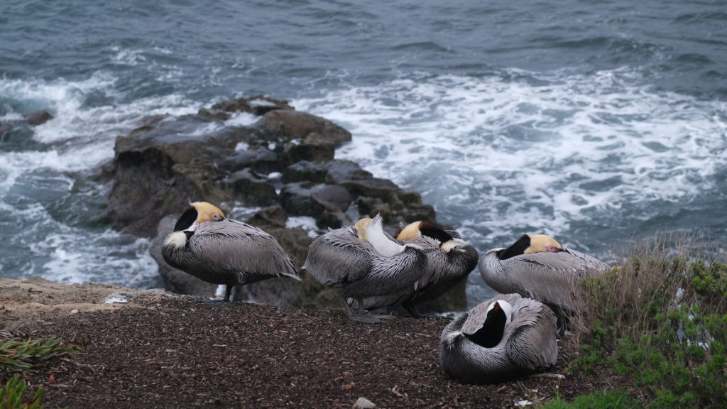 Pelicans in La Jolla, CA