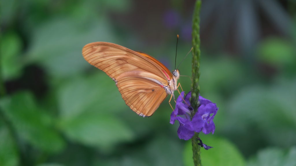 Butterfly Conservatory in Niagara Falls, ON