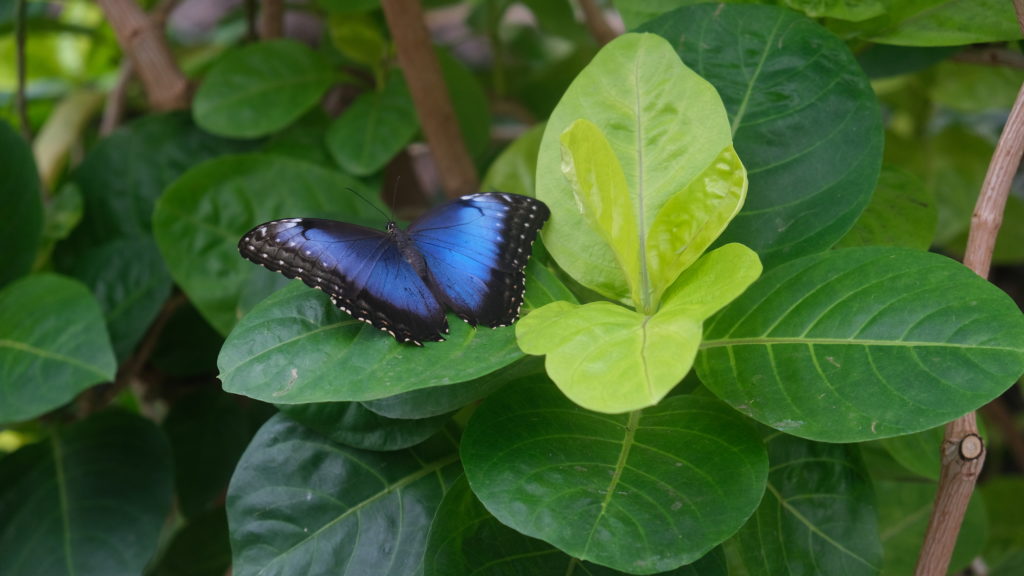 Butterfly Conservatory in Niagara Falls, ON