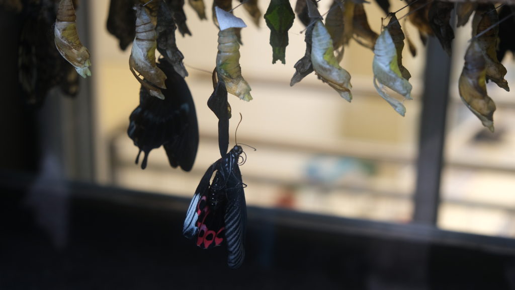 Butterfly Conservatory in Niagara Falls, ON